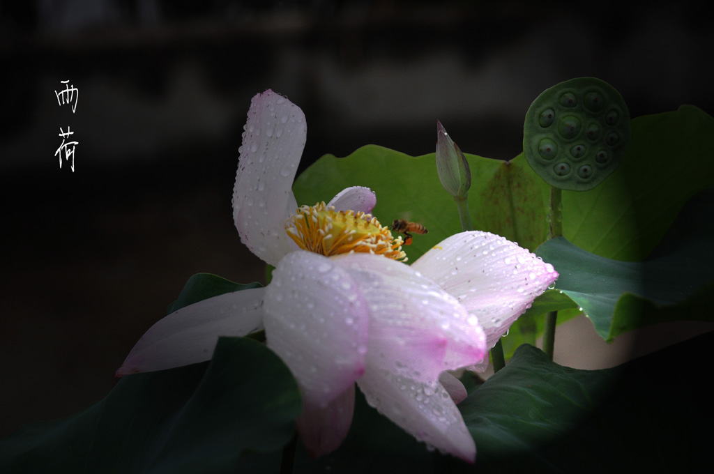 雨荷1 摄影 若木