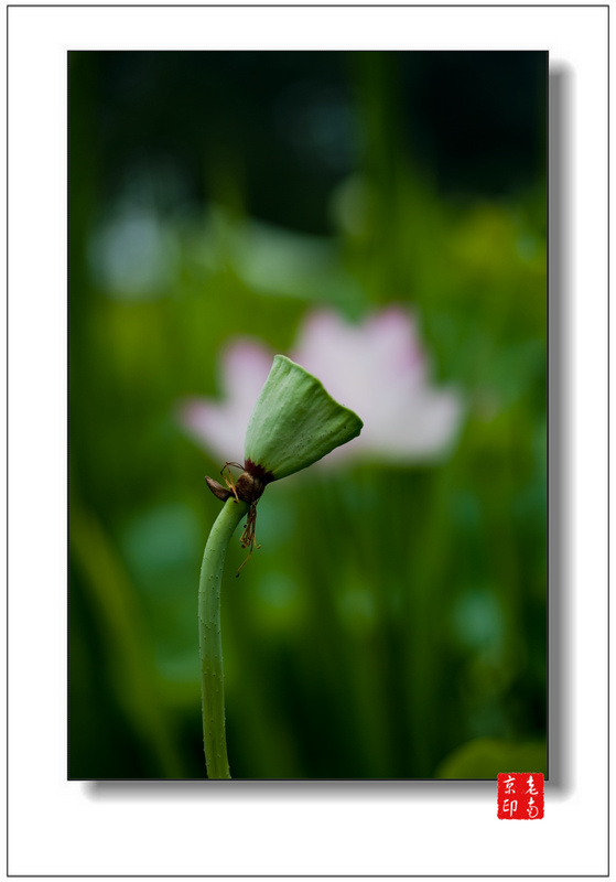 花开花谢 摄影 bushiweiyin