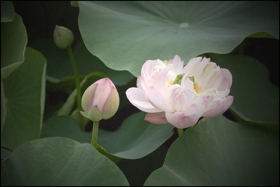 香山寺荷花 摄影 明暗妙用