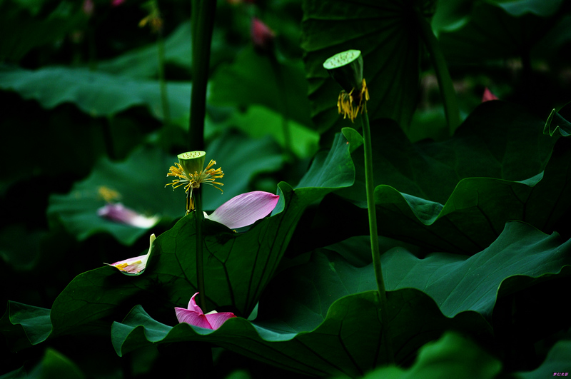 荷花5 摄影 幻影2010