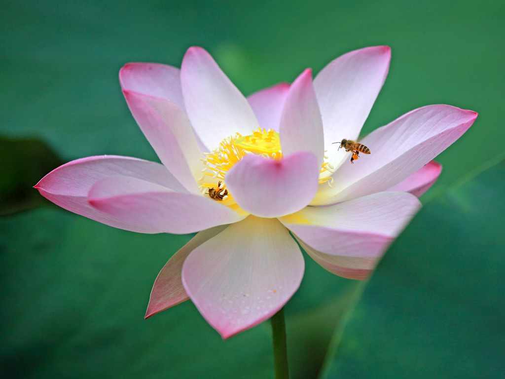 “荷“”蜂”细雨 摄影 麦克