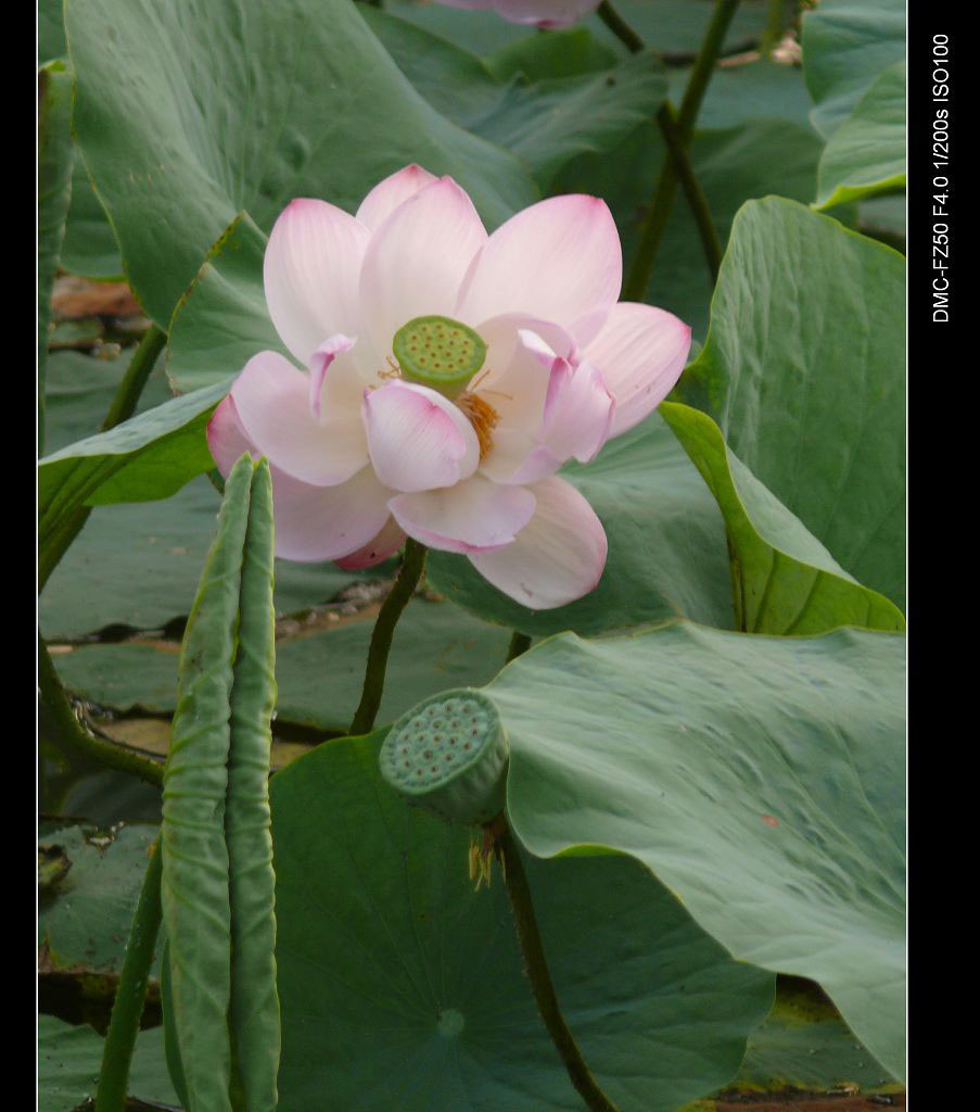 荷花 摄影 ssw