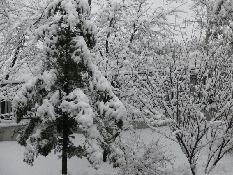 雪后 摄影 忧郁的癞蛤蟆