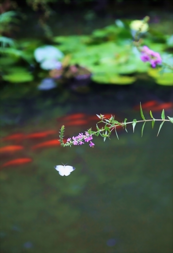 鱼恋水 蝶恋花 摄影 骤雨空间