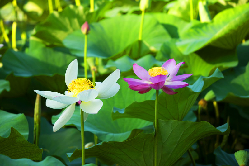 荷花 摄影 虚竹子