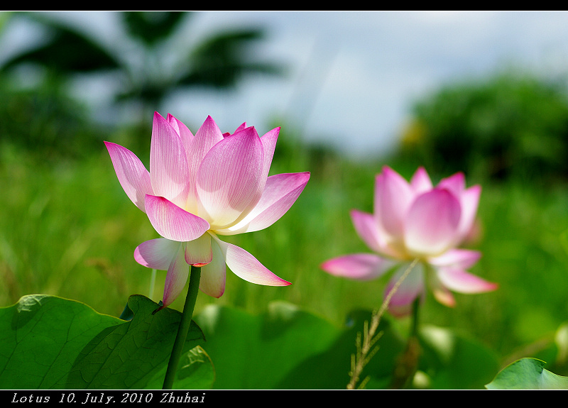 Lotus 摄影 andyliu1977