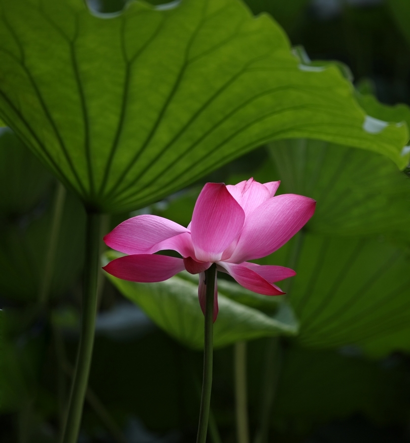 2010。夏荷 1 摄影 今日1115