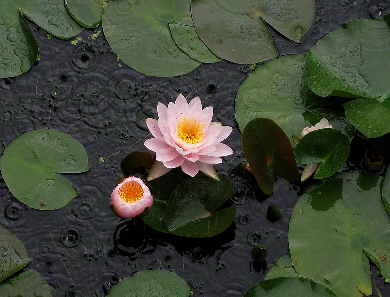 在雨中 摄影 深水无澜