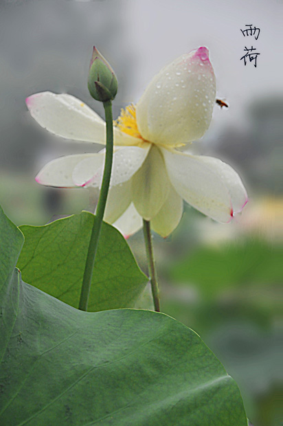 雨荷2 摄影 若木