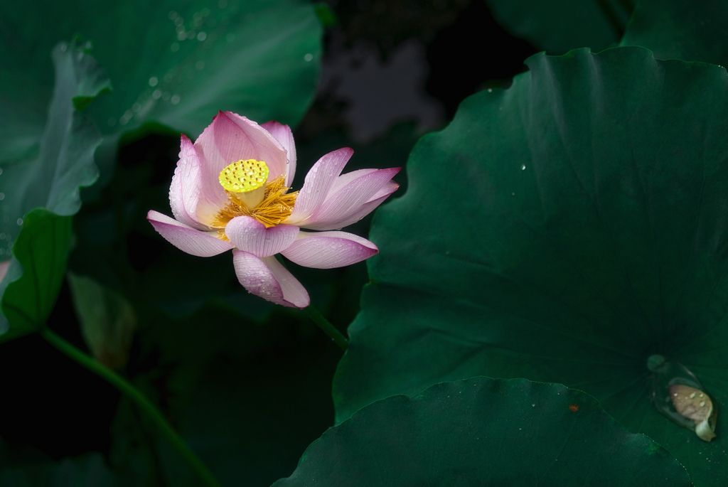 东风携雨来 喜沐清气现 摄影 垦荒牛