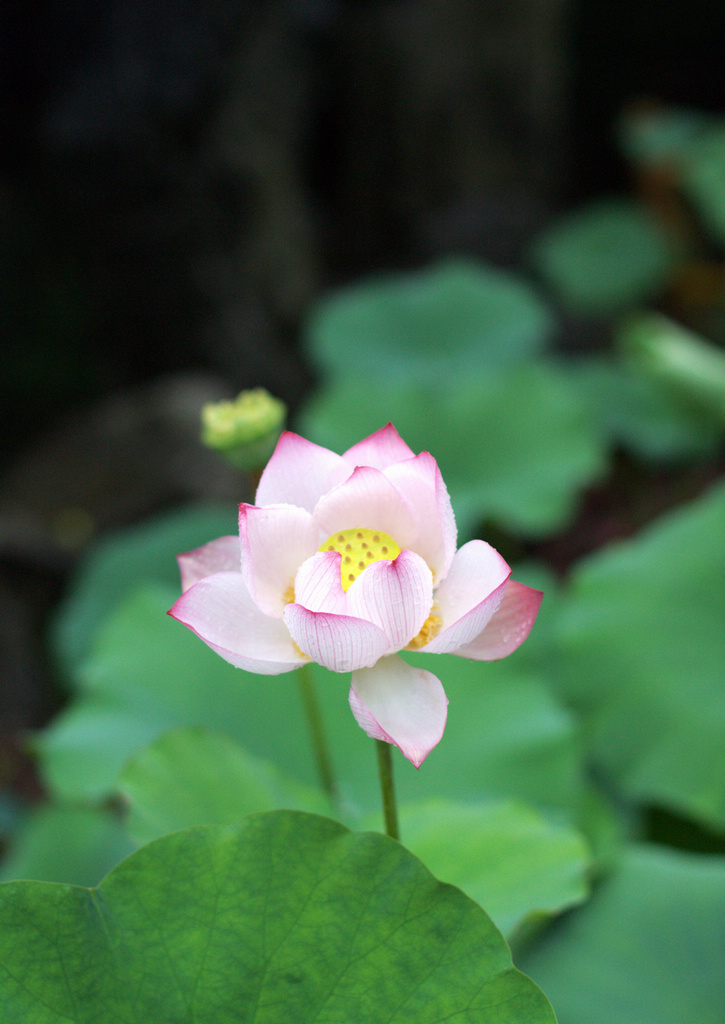 芙蓉向脸两边开 摄影 45度上倾角