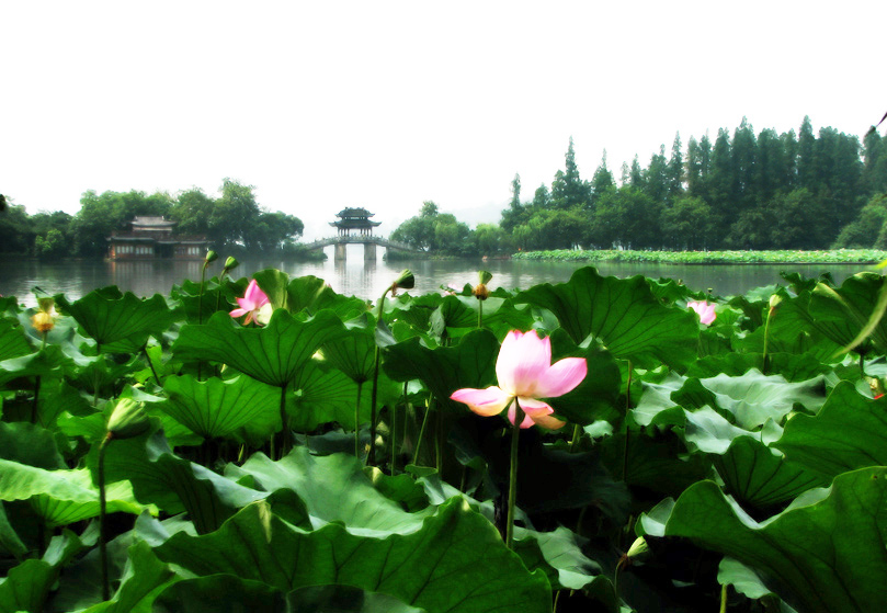 荷花季节西湖风光-曲院风荷 摄影 怀能