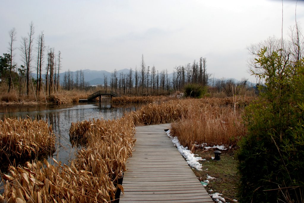 西溪冬日（二） 摄影 彼岸的风景