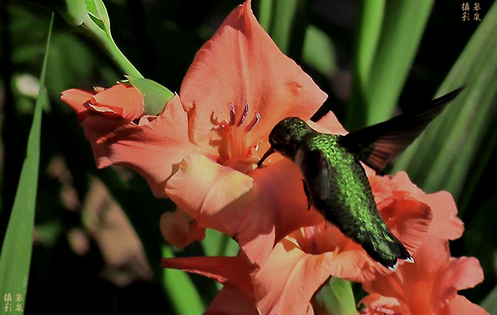 GLADIOLA & HUMMINGBIRD 摄影 皋岚