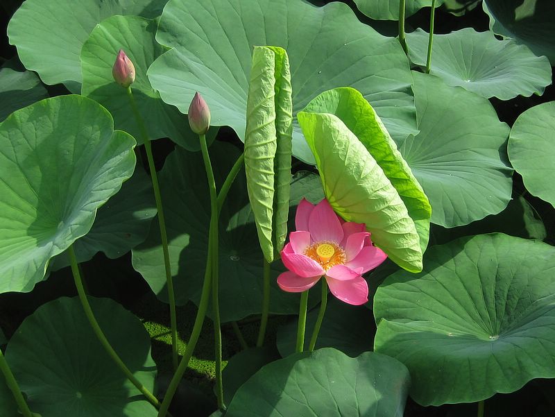 荷花 摄影 深水无澜