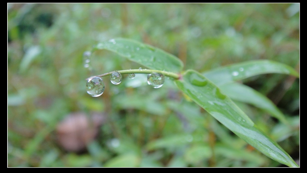 水珠 摄影 淡水桥健