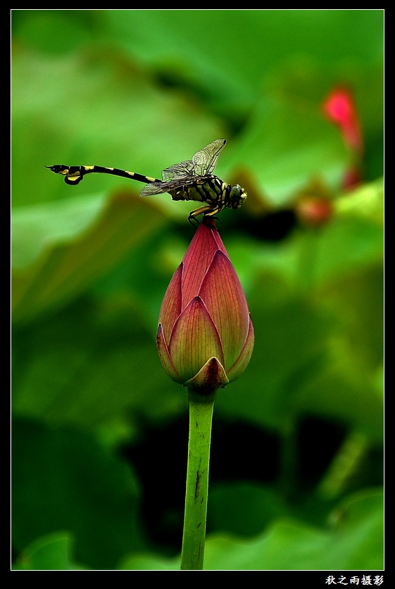 蜻蜓戏荷 摄影 深秋之雨