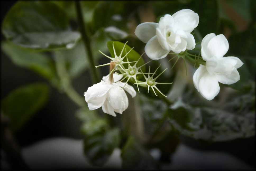 花开花落 摄影 明暗妙用