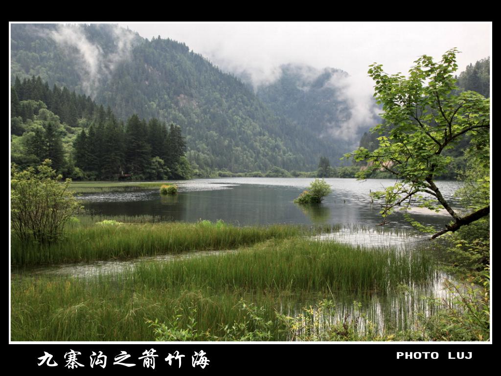 九寨沟之箭竹海 摄影 鹿江