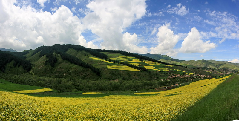 青海乐都油菜花 摄影 阳光沙龙