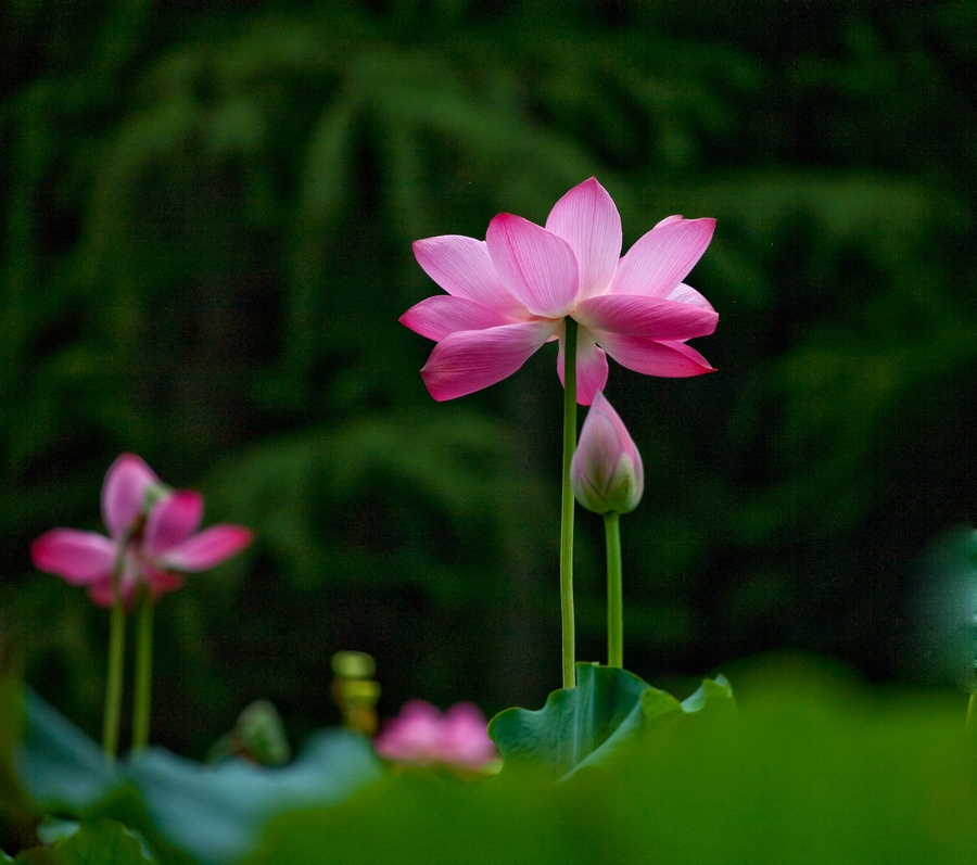 2010.夏荷 2 摄影 今日1115