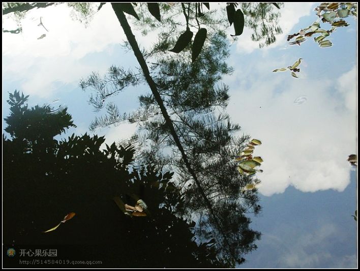 水影 摄影 红棉