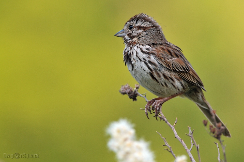 北美歌雀 Song Sparrow（2） 摄影 光头福娃