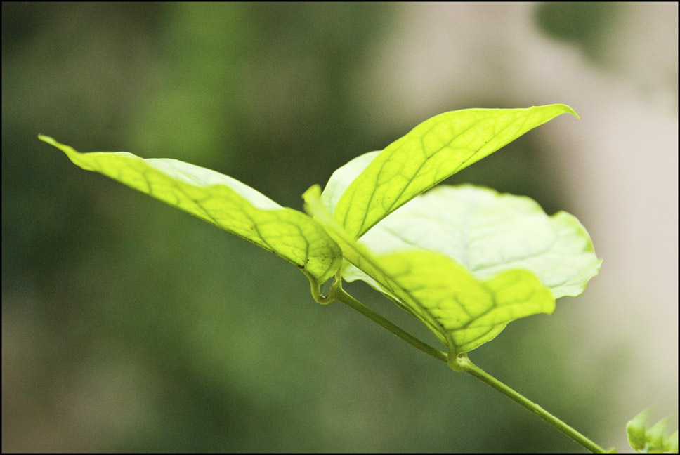 花落绿叶更可爱 摄影 明暗妙用