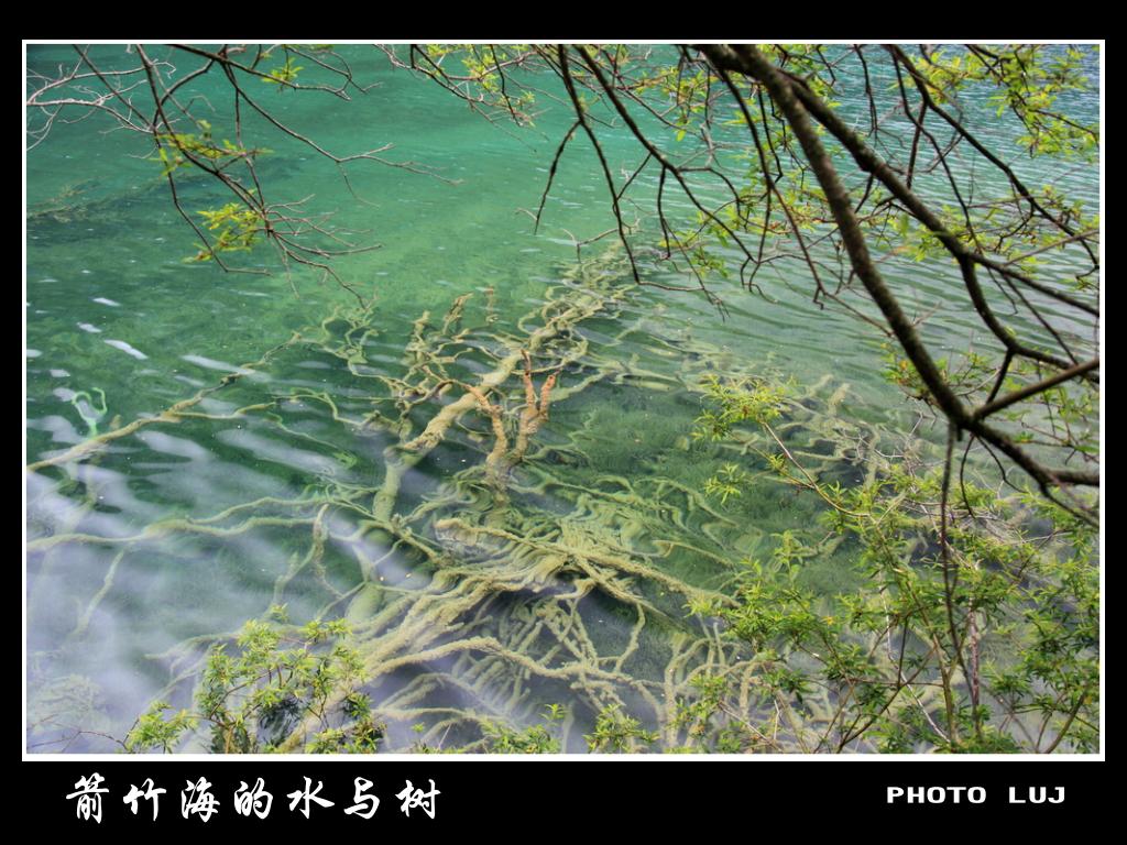 箭竹海的水与树 摄影 鹿江