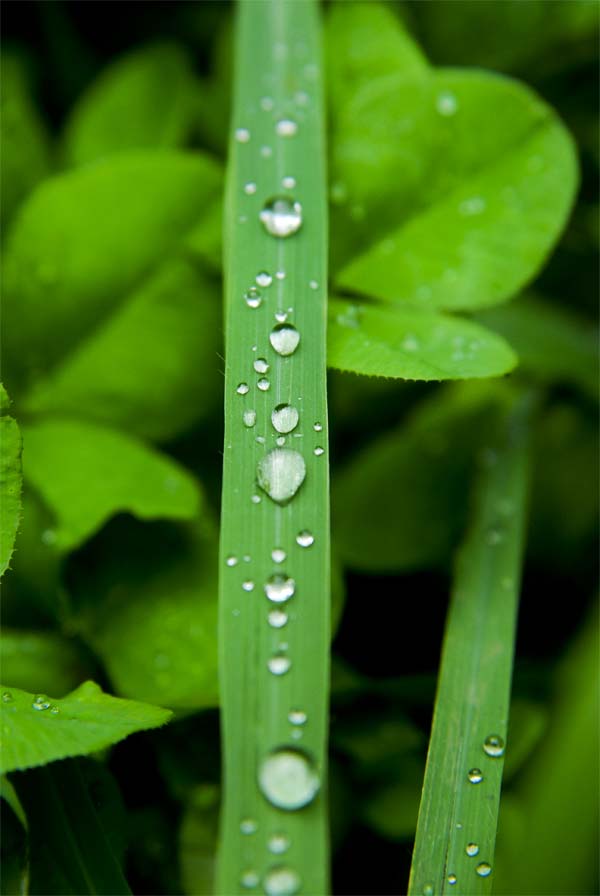 雨珠 摄影 zxy001