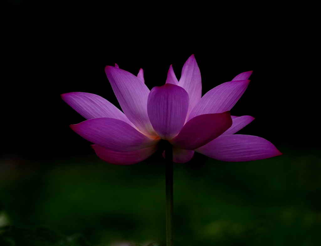 lotus flower 摄影 chenzhun