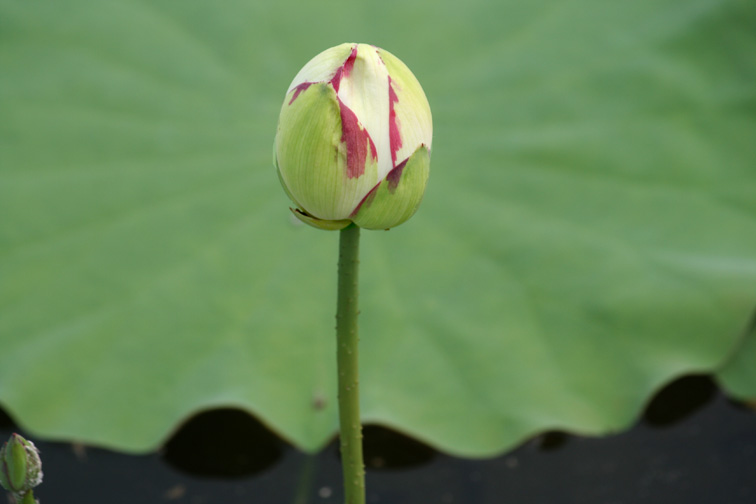 2010夏荷印象2 摄影 齐鲁老底片