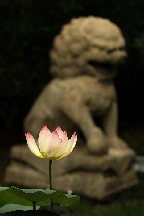 时空对话 摄影 月溪幽兰