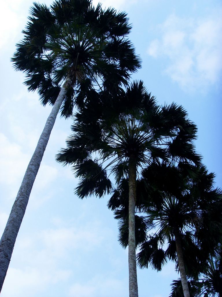 夏日 摄影 高原狼