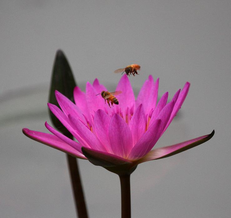 花香蜂舞 摄影 小三山