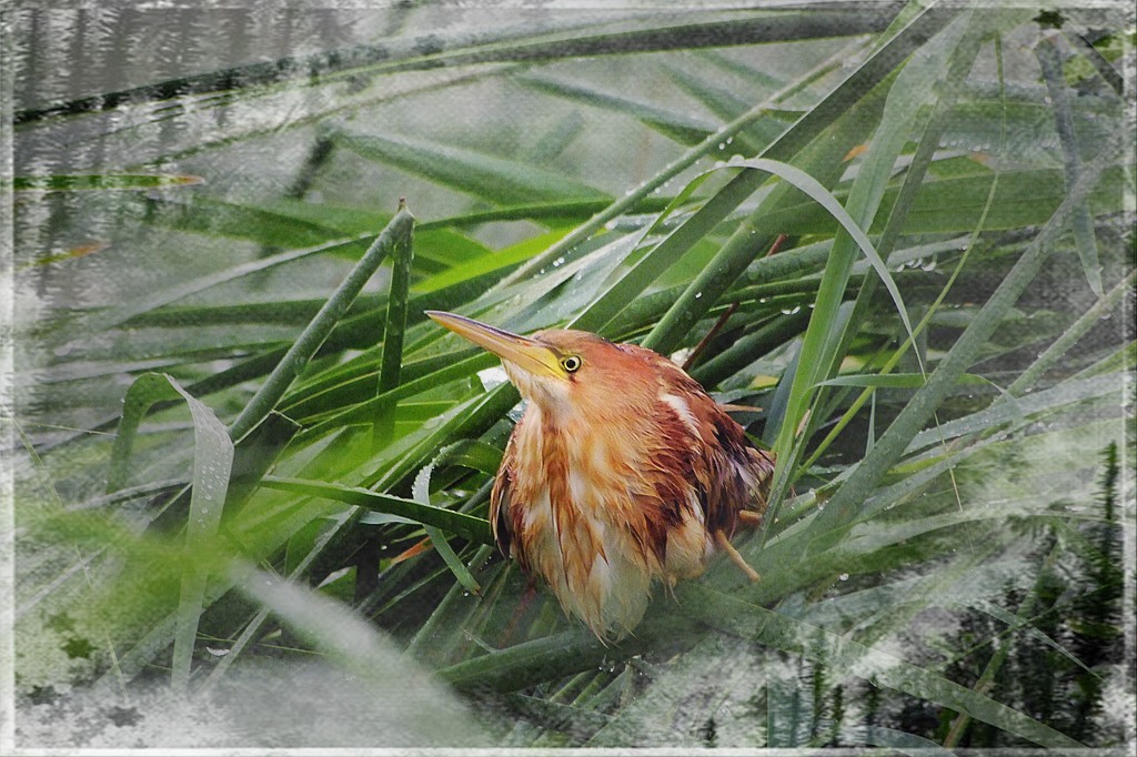 雏鸟-黄苇鷃 摄影 风其漂女