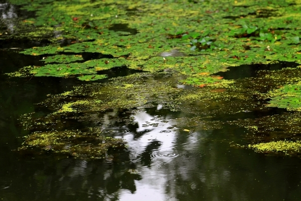 四川西昌——湿地公园 摄影 阿土伯.