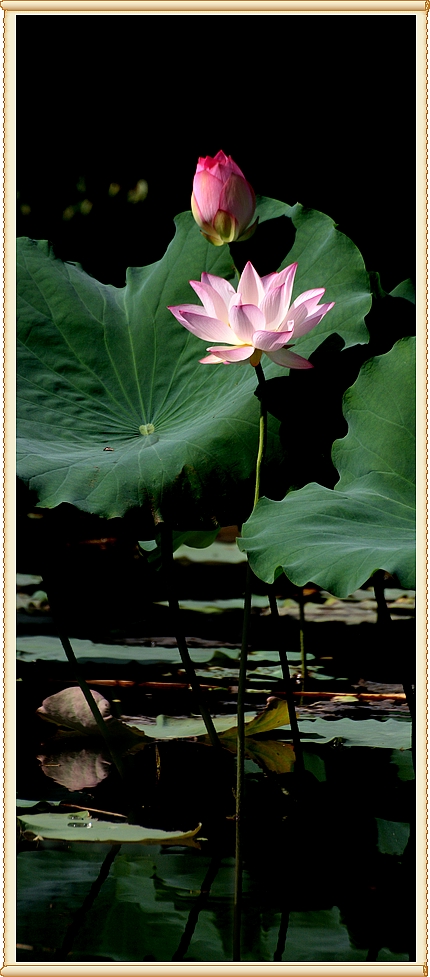 后继有人 摄影 lake