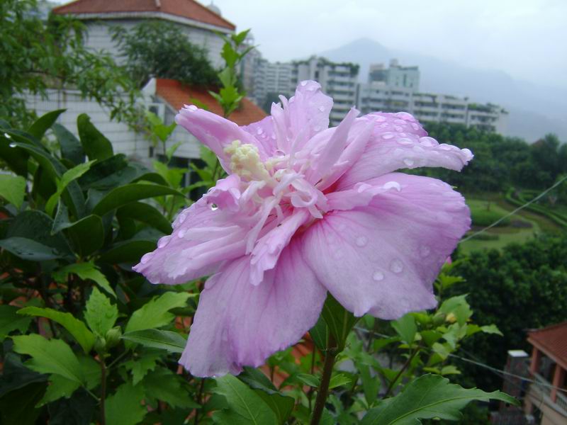 雨后的木槿花 摄影 xiaoyaojushi