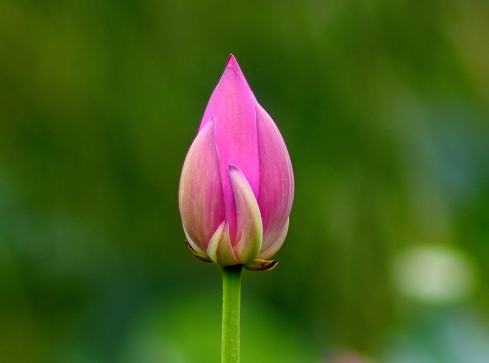 lotus flower 摄影 chenzhun