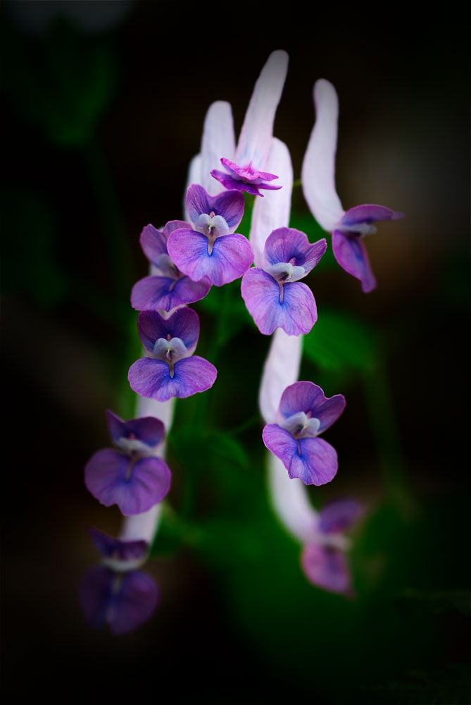 小紫花 摄影 ridge