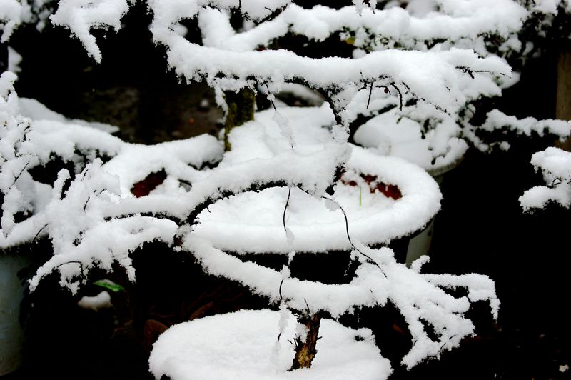 初春瑞雪 摄影 关河纤夫