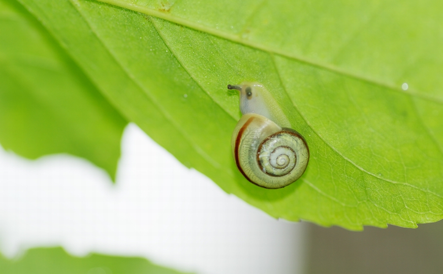 蜗牛 摄影 怡仁