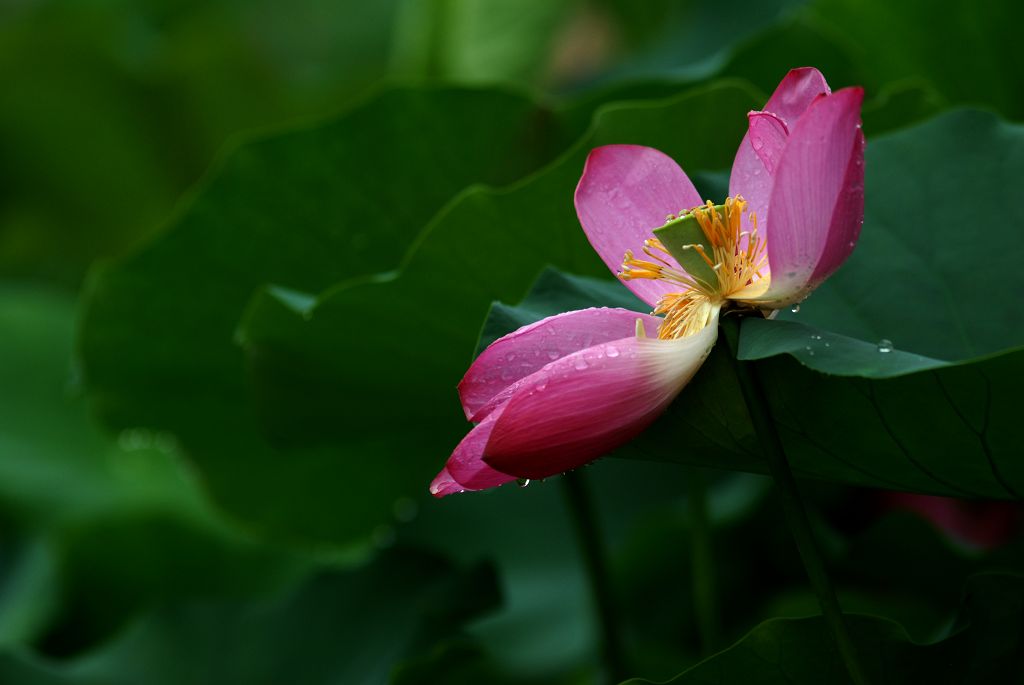 雨后 摄影 垦荒牛