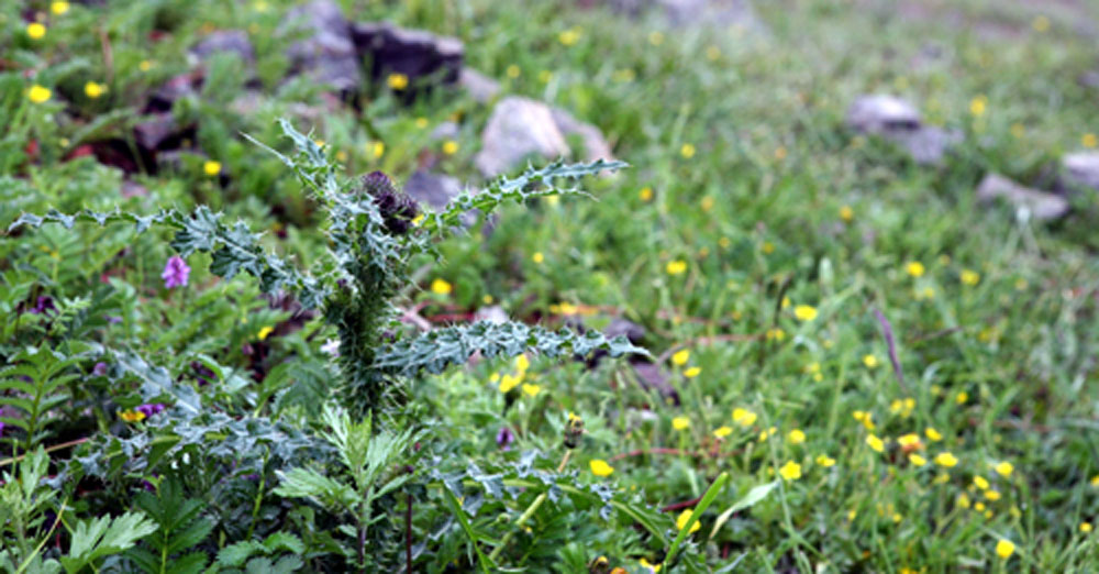 高原植物 摄影 gokode