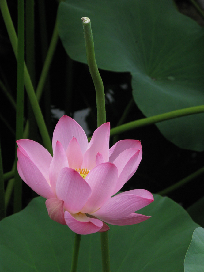 盛夏花开 摄影 夜雨花仙