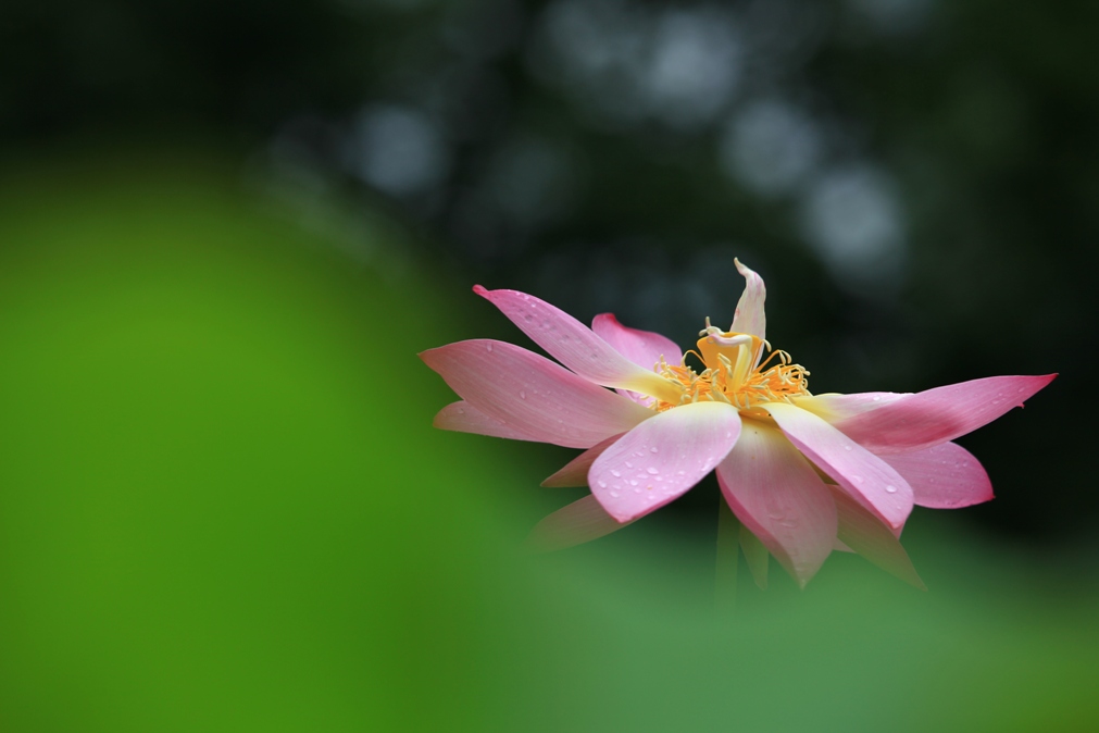 荷花 摄影 youkejin