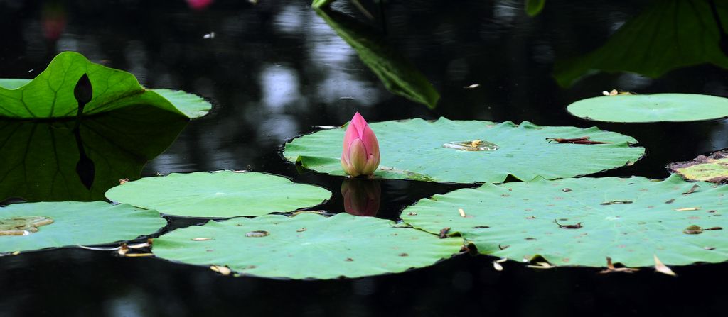 夏荷 摄影 咸阳西北狼