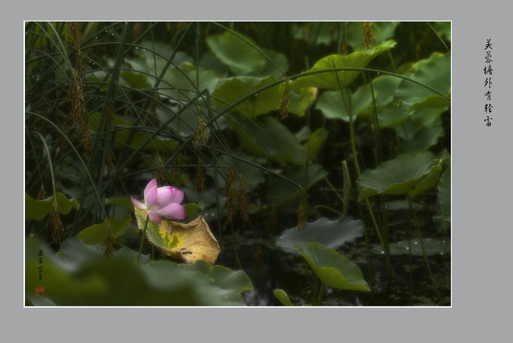 芙蓉塘外有轻雷 摄影 垦荒牛