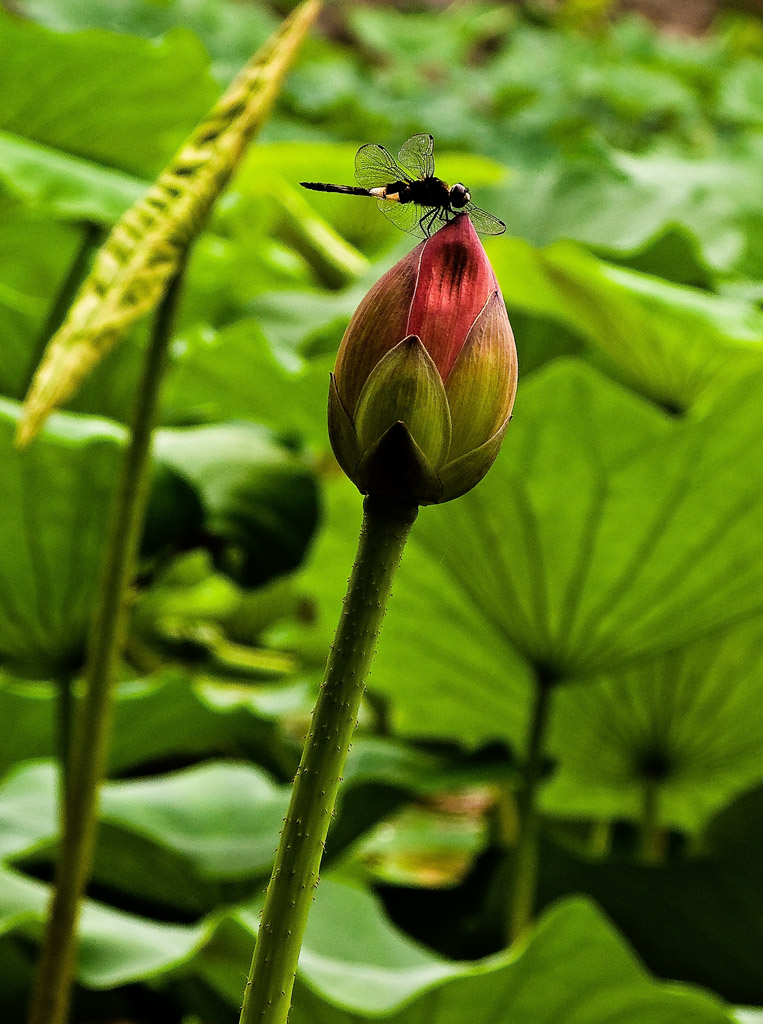 蜓恋花 摄影 岩影